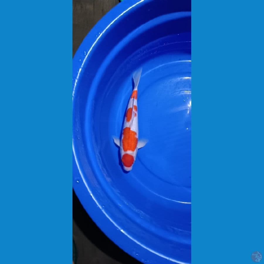 MARUTEN KOHAKU - 35 CM JANTAN