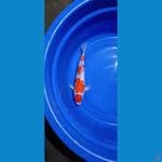 MARUTEN KOHAKU - 35 CM JANTAN