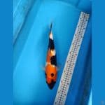Showa 32cm
