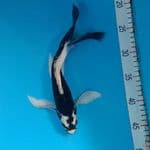 Gin Kabuto Slayer 28cm