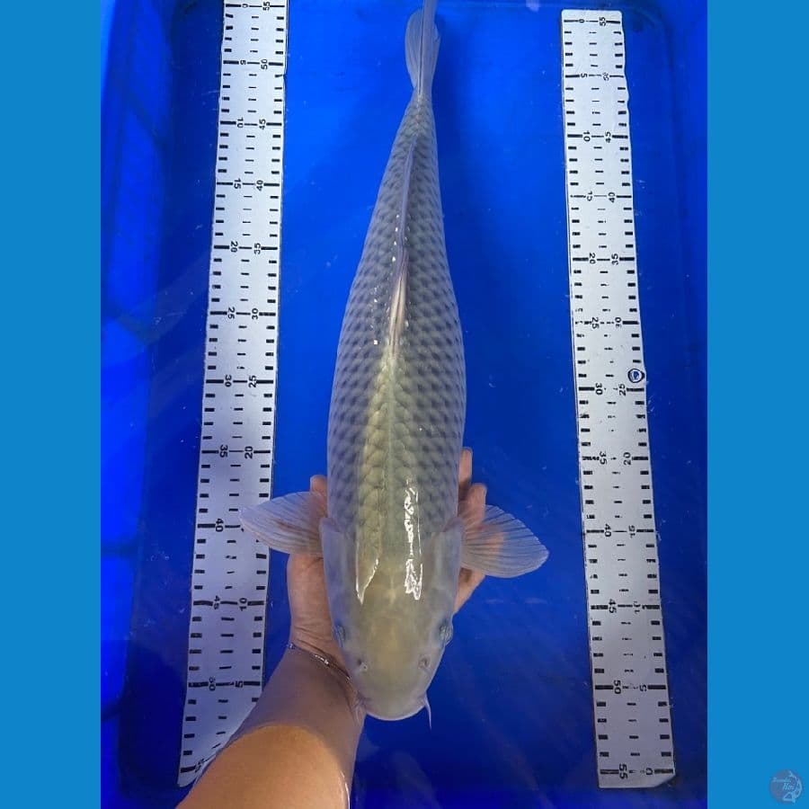 50 cm soragoi 