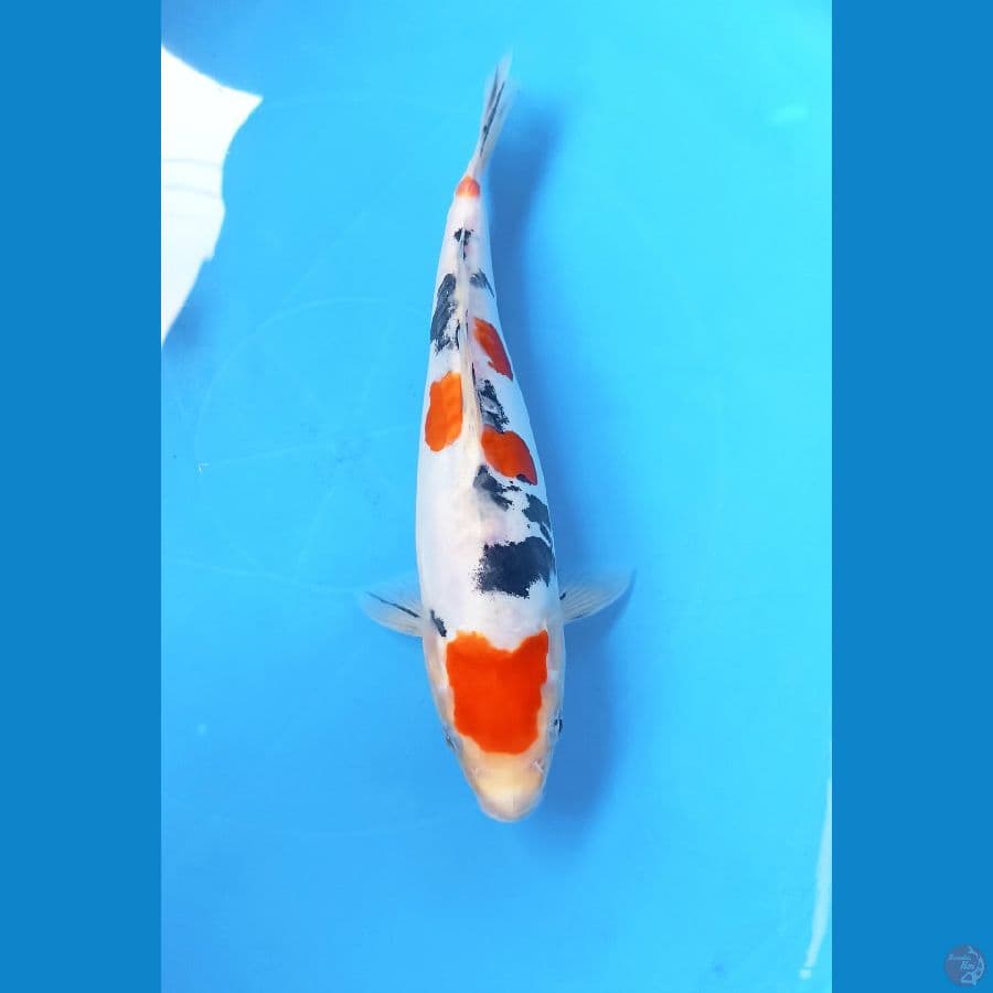 Sanke doit 27cm 
