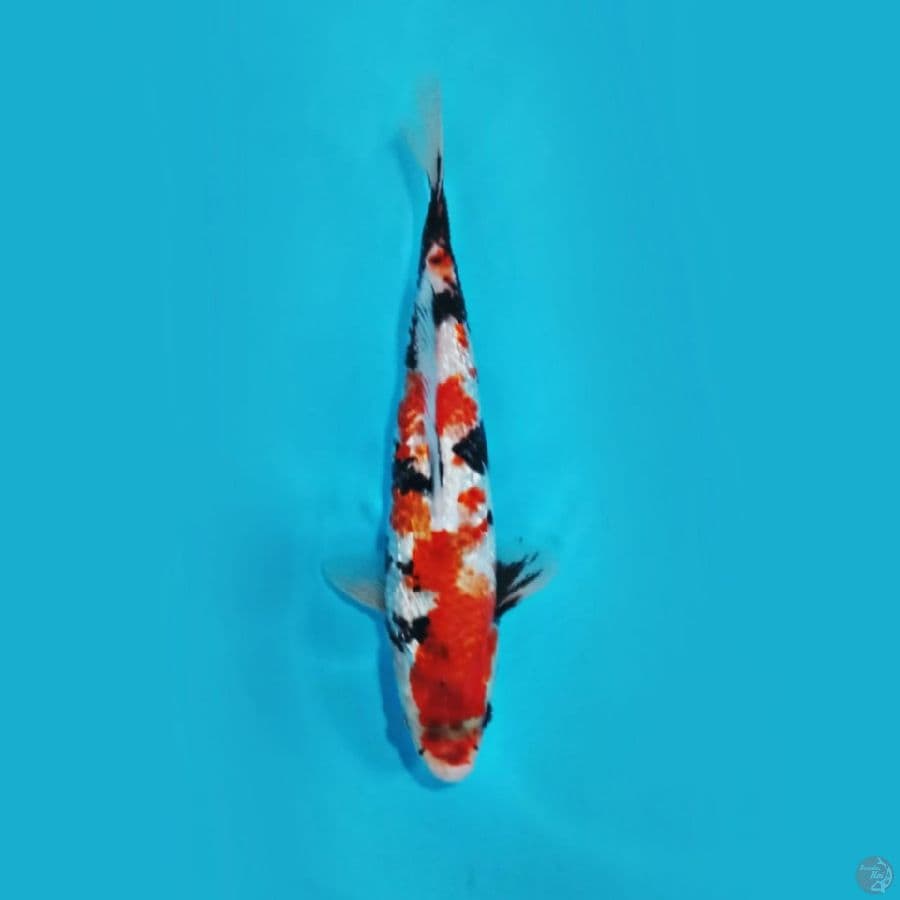 sowa gindrin 25cm