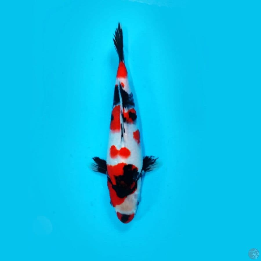 sowa 25cm