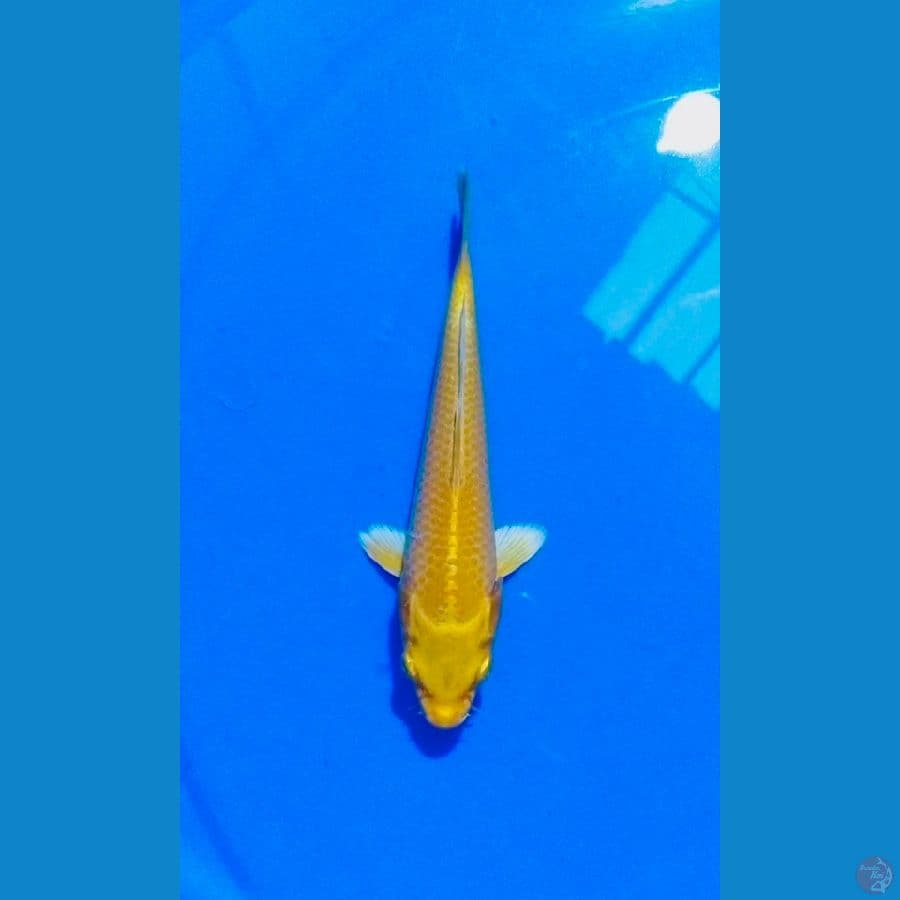 ogon 17cm