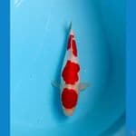 kohaku doit 27 cm