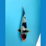tancho showa 22 cm