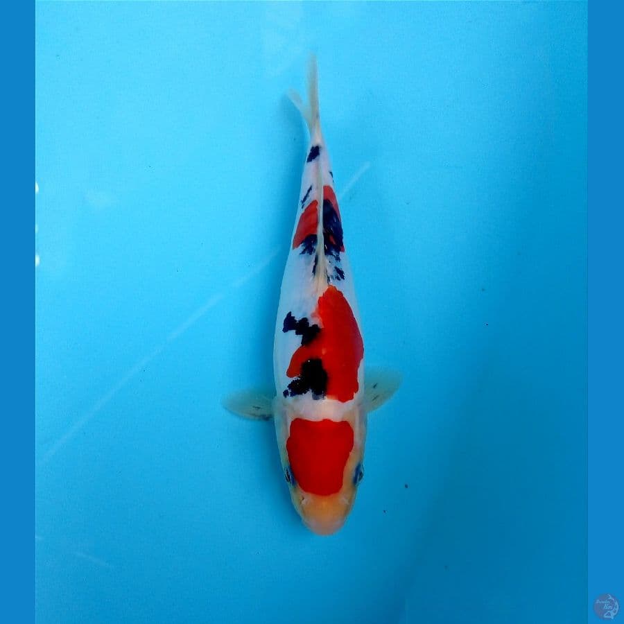 sanke 22cm
