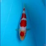kohaku doit 18 cm 
