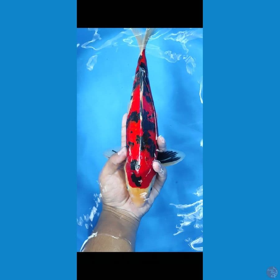 #SANKE STUBOSUMI MERAH STRONG #SIZE 36 CM