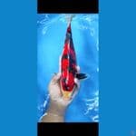 #SANKE STUBOSUMI MERAH STRONG #SIZE 36 CM 