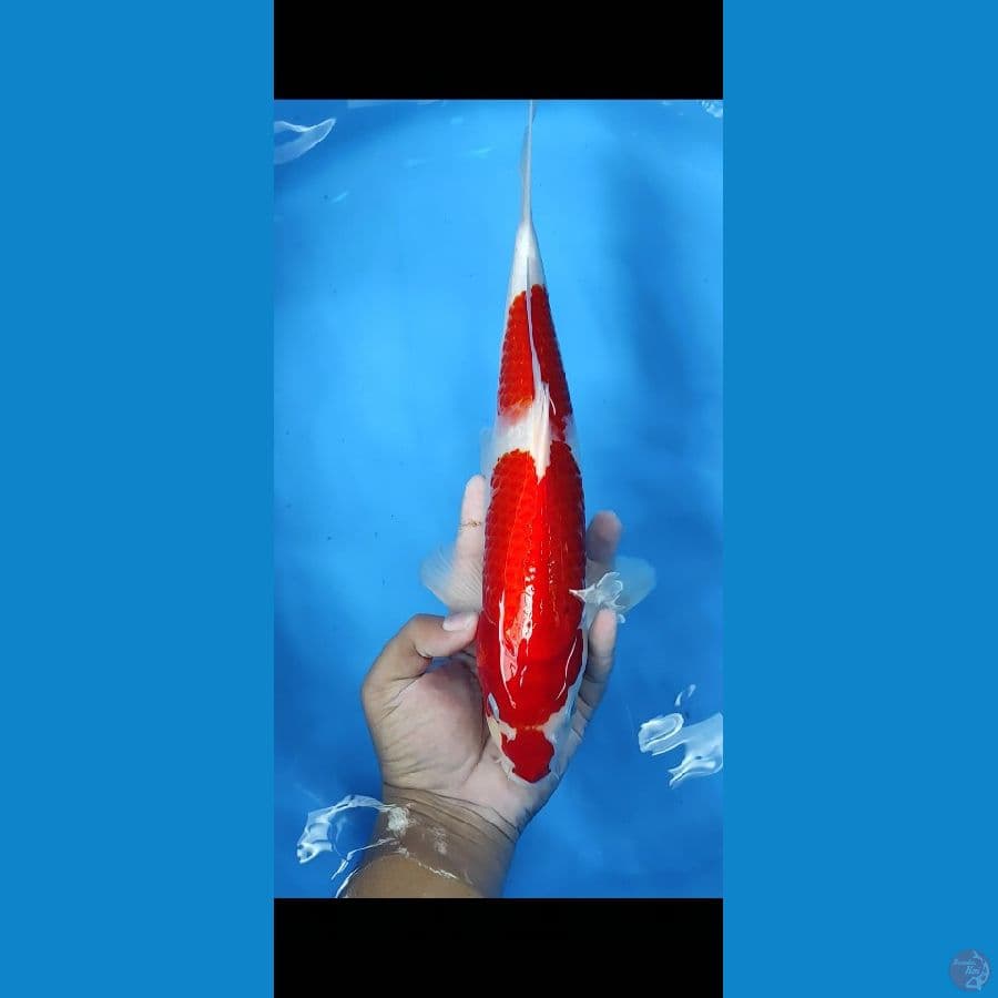 #KOHAKU SUPER HALUS PATERN STRONG #SIZE 36 CM