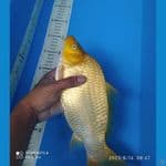 KARASI MUNUK 30 CM