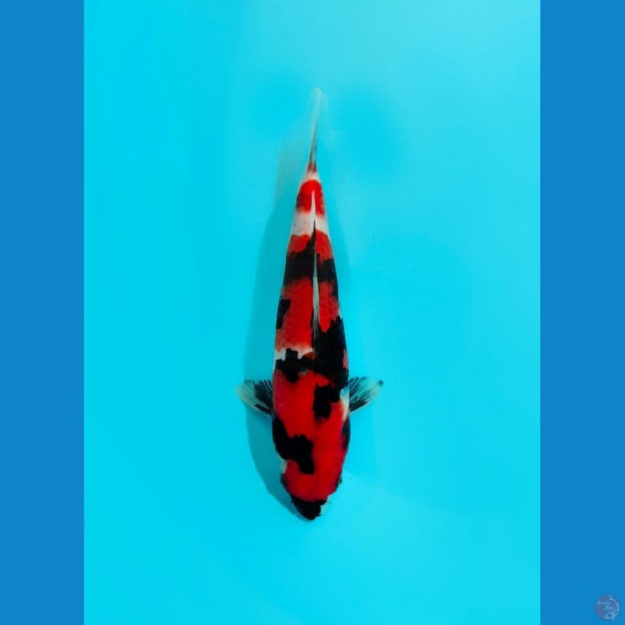 showa, 25cm male