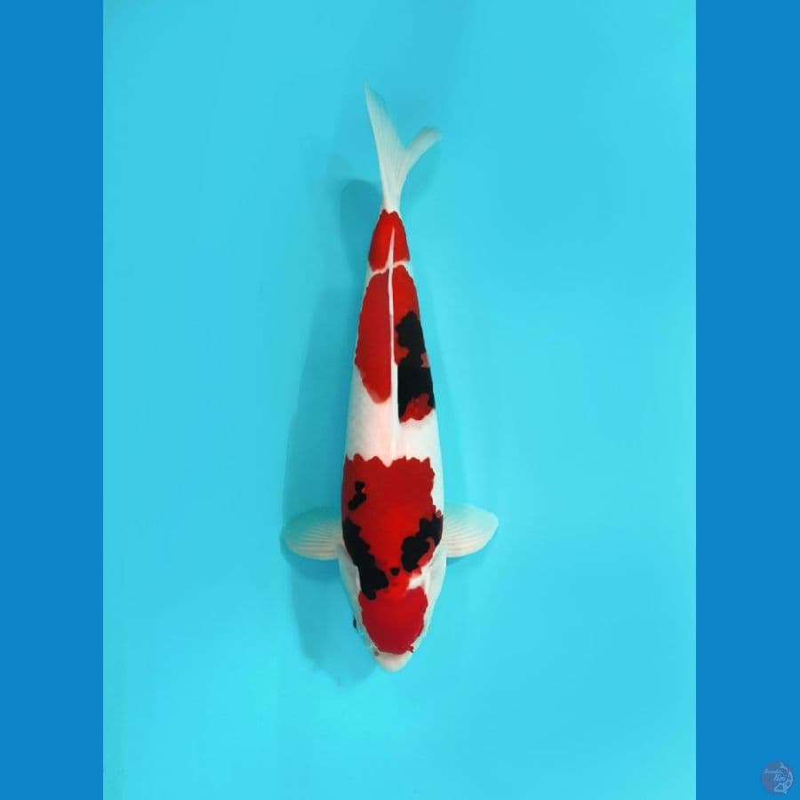 showa 35cm male, good skin