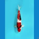 showa 35cm male, good skin