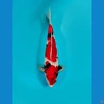 showa 40cm male