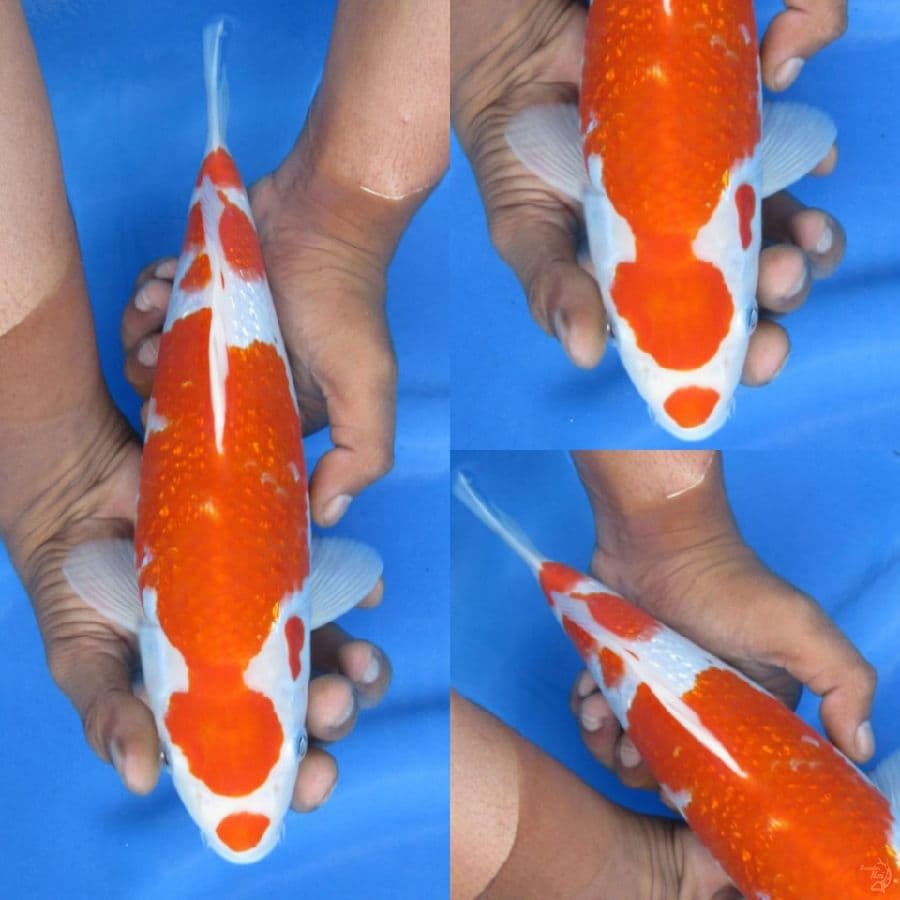 29cm , Bulky Kohaku Ginrin