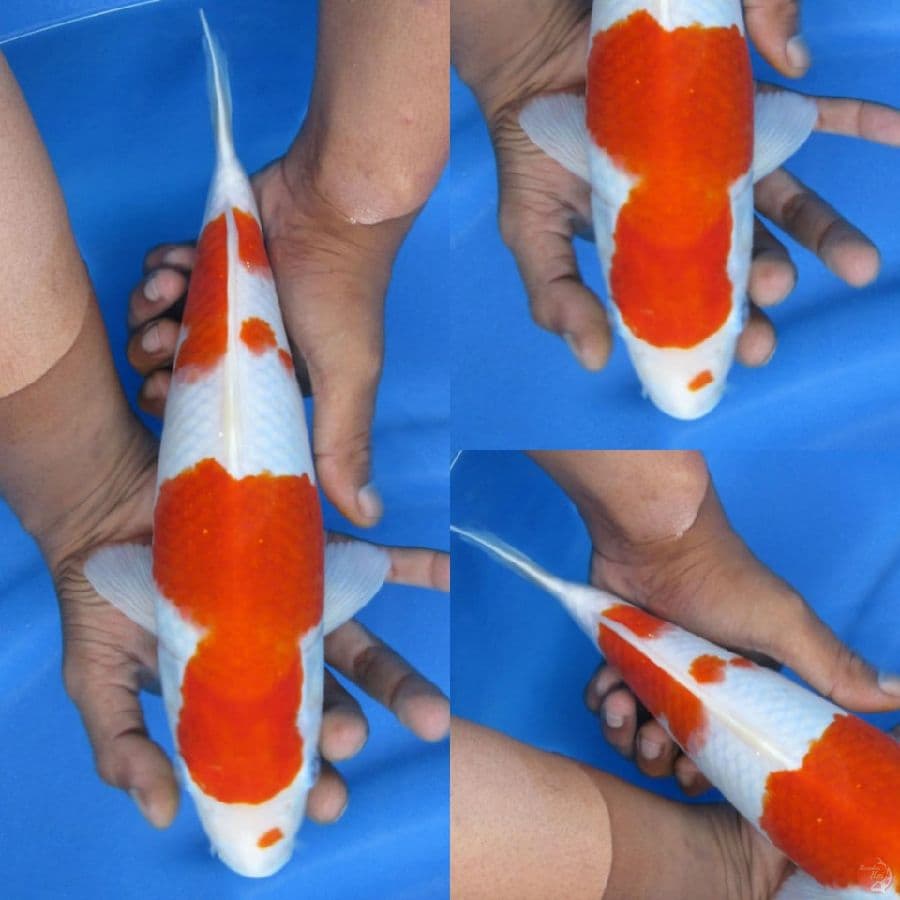 31cm , Bulky Kohaku