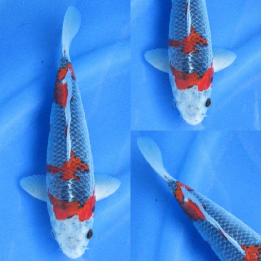25cm , Red Goshiki 