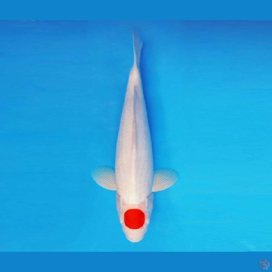ASAGIRI 2 - Tancho 38 cm/fm ™