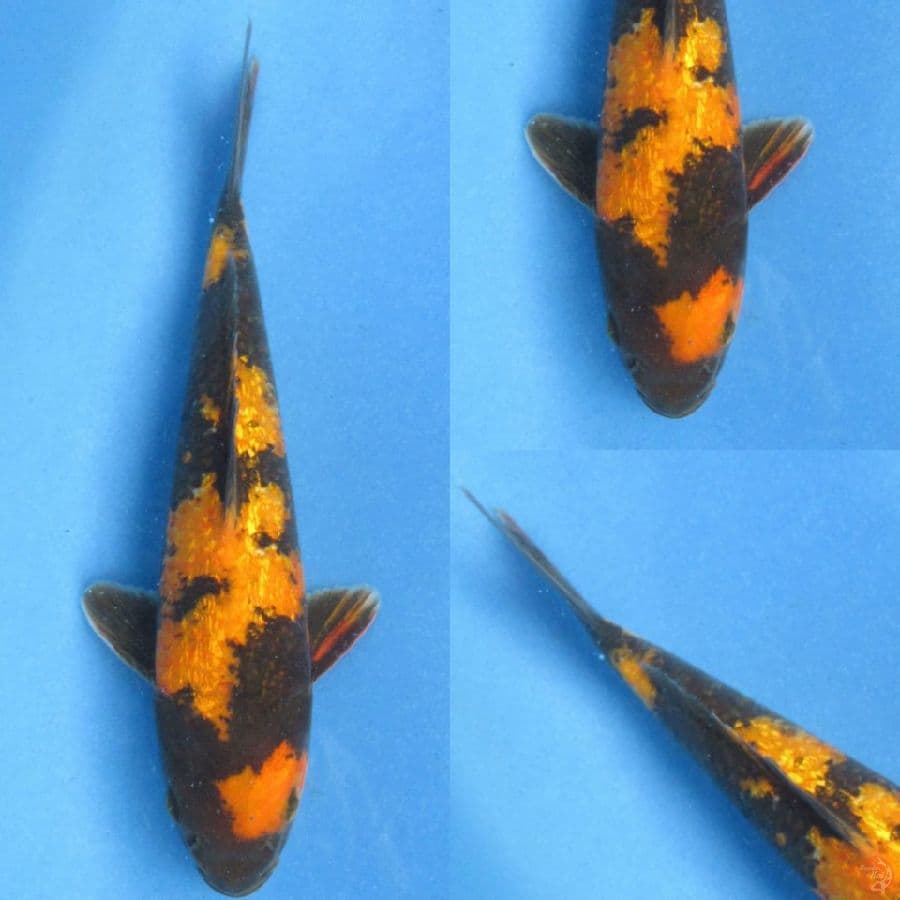 24cm , Ki Utsuri Full Ginrin