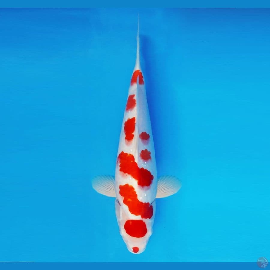 ASAGIRI 5 ~ Maruten Kohaku 36 cm/male ™