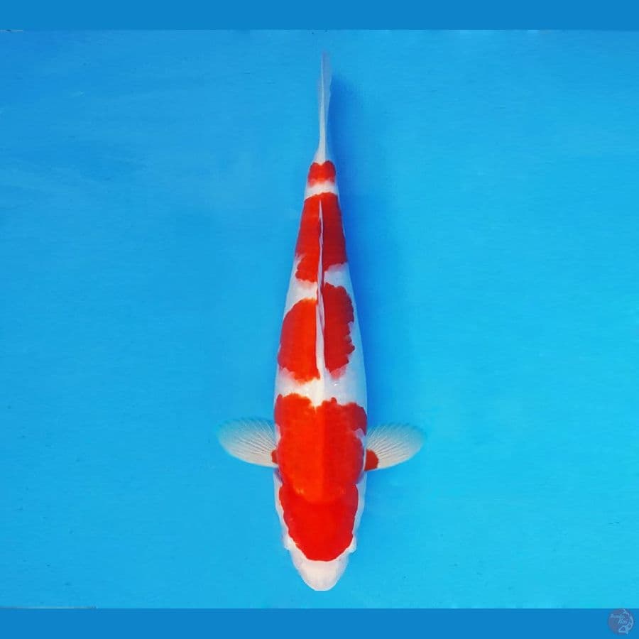 ASAGIRI 8 ~ Kohaku 35 cm/fm ™