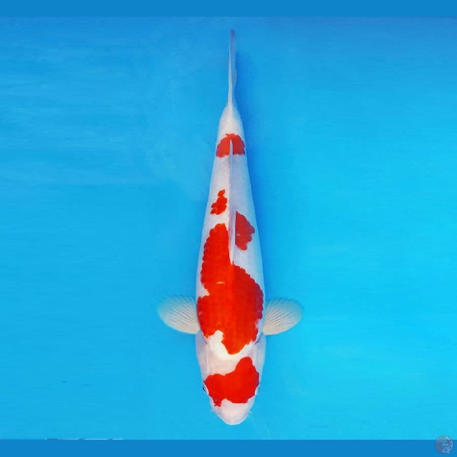 ASAGIRI 14 ~ Kohaku 36 cm/fm ™