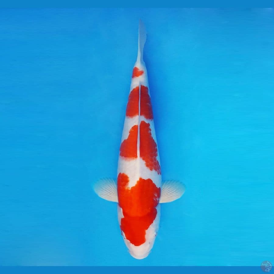 ASAGIRI 15 ~ Kohaku 34 cm/fm ™