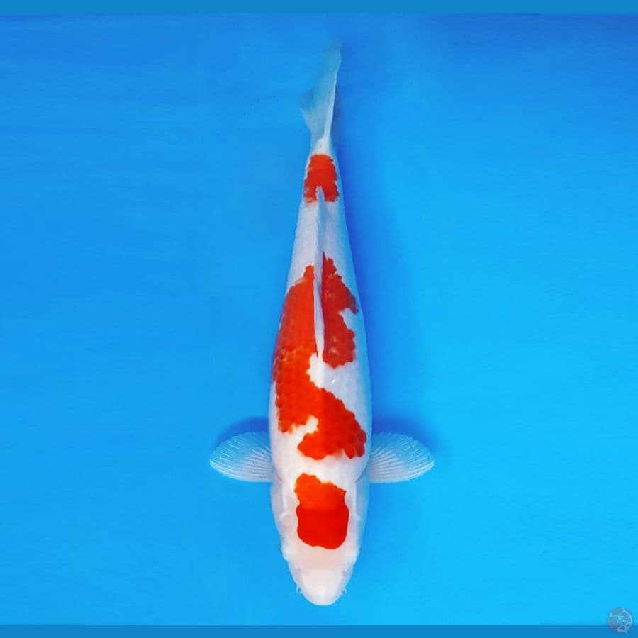ASAGIRI 16 ~ Kohaku 35 cm/fm ™