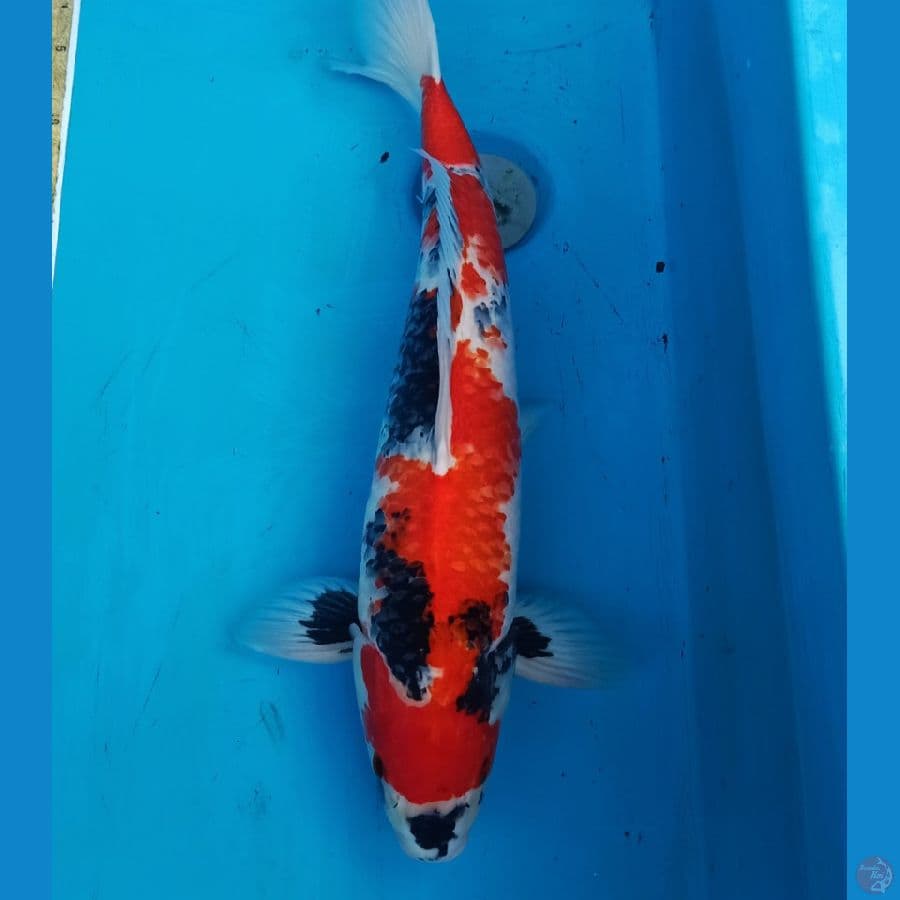 57cm kindaii showa male orie