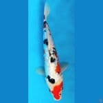 gindrin 26cm