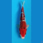 gosiki srong 25cm