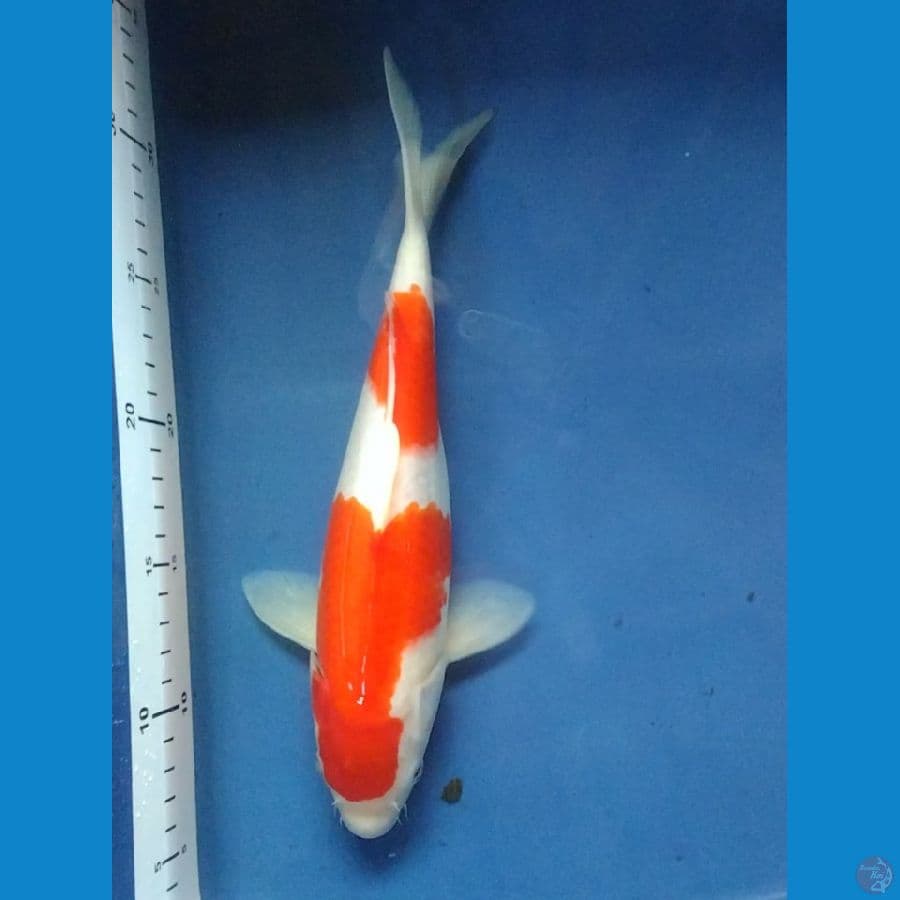 kohaku Nidan 29cm