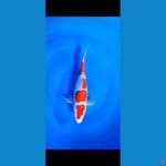 Kohaku doitsu M32 cm 
