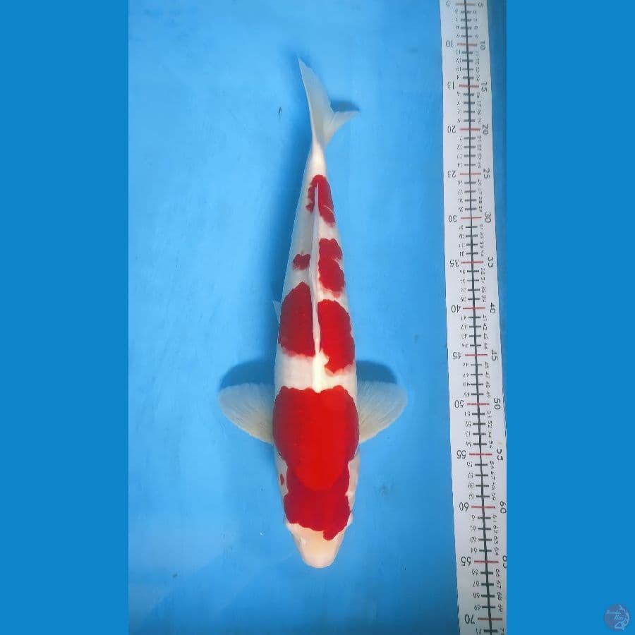 kohaku 50.bu