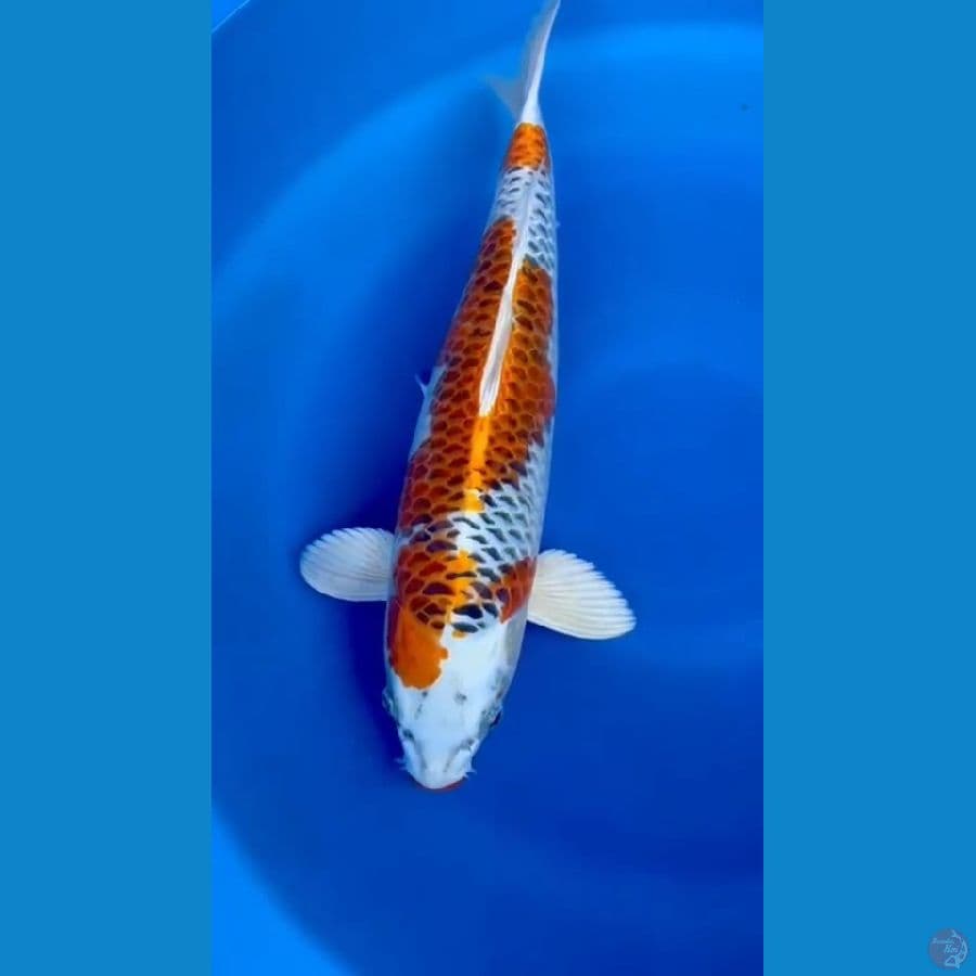 KUJAKU BAGUS 45CM