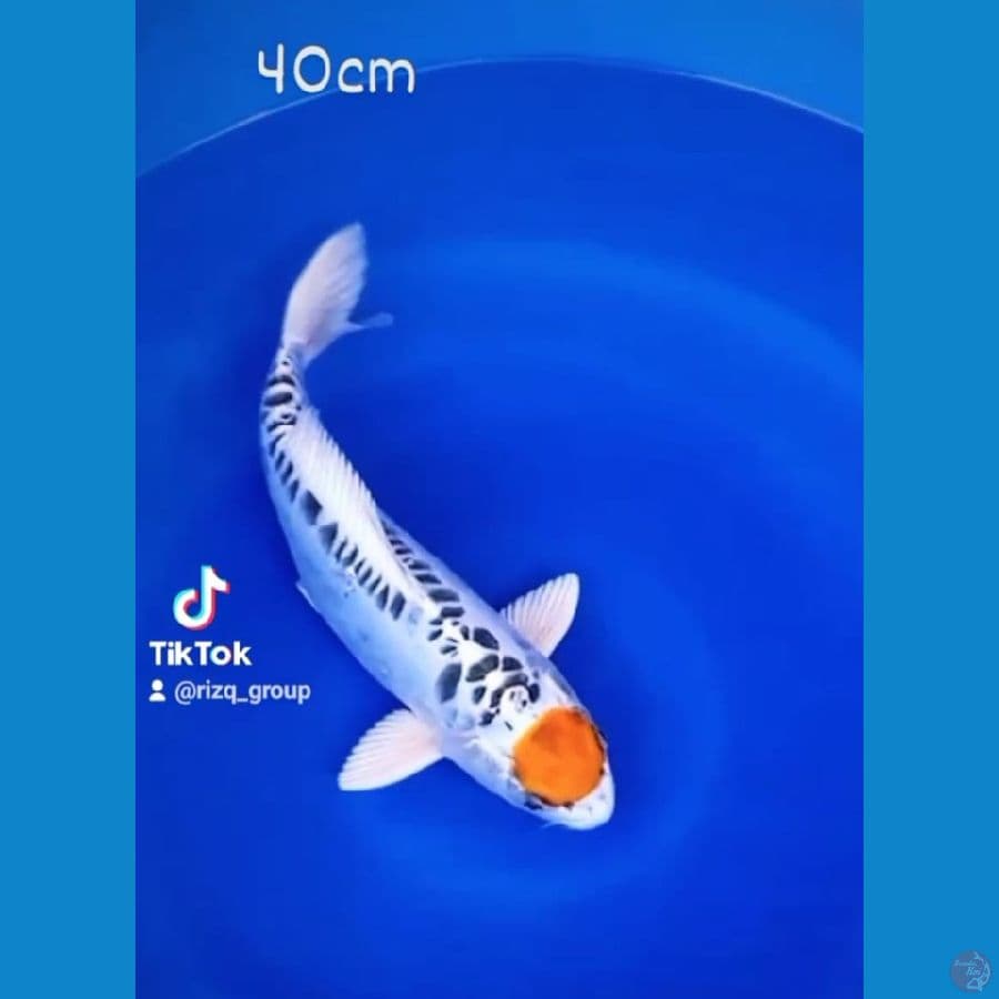 TANCHO KUJAKU DOITSU 40CM