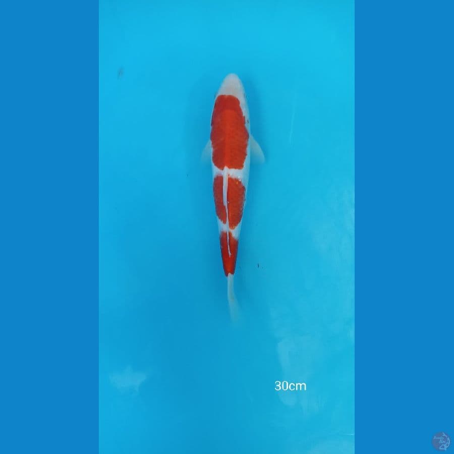 KOHAKU 30CM