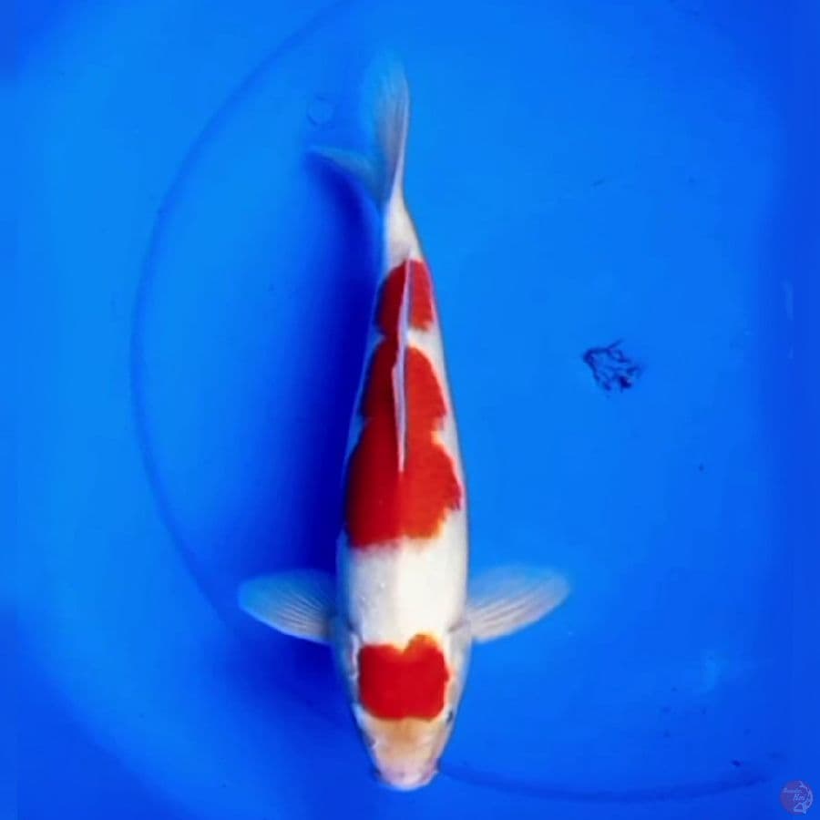 31cm HQ MARUTEN KOHAKU