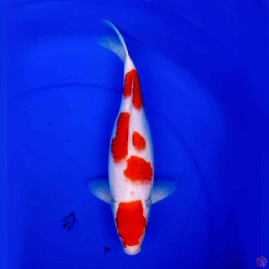 34cm RED KOHAKU ABSTRACT
