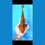 #CARAMEL #SIZE 30 CM #SEX JANTAN