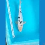 bekko 27cm 