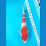 kohaku 24cn hq