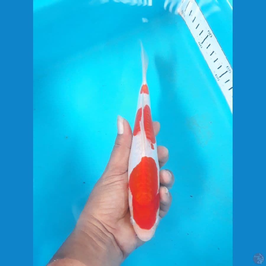 kohaku 22cm doit