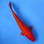 #AKA HAJIRO MERAH STRONG #SIZE 30 CM 
