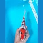 sangke sq 23cm doit