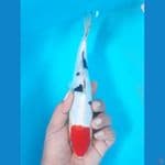 tancho sangke 23cm 