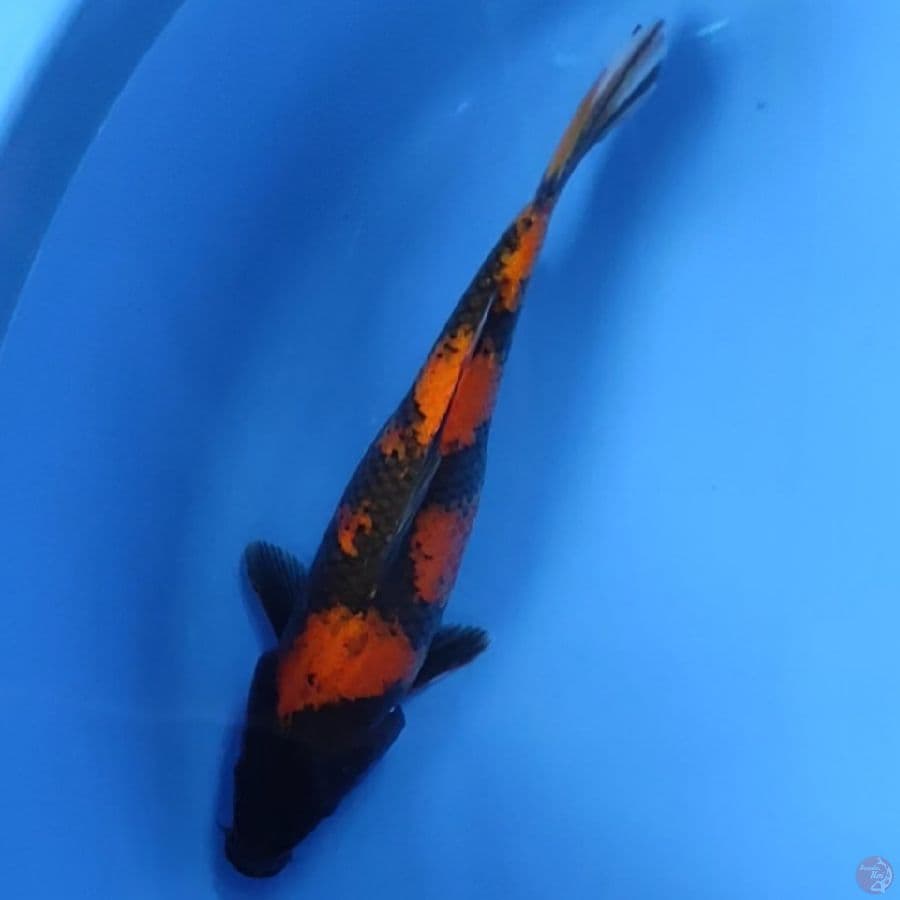 #UTSURI POLA ISTIMEWA #SIZE 29 CM